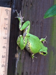 Hyla japonica