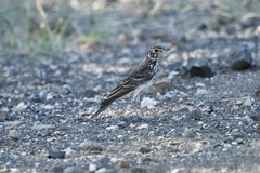 Pinarocorys nigricans