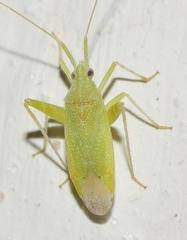 Phytocoris virescens