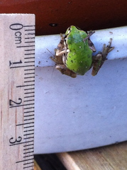 Hyla japonica