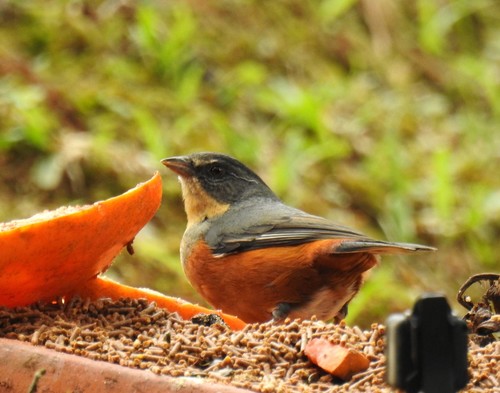 Buff-throated Warbling Finch (Microspingus lateralis), photo 3