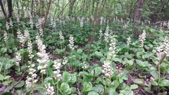 Pyrola rotundifolia