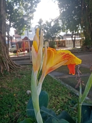 Canna indica