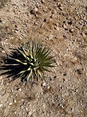 Agave deserti