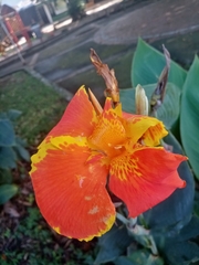 Canna indica