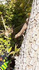 Sceloporus occidentalis