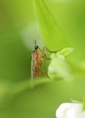Empis trigramma