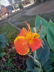 Canna indica