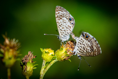 Leptotes cassius