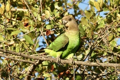 Poicephalus cryptoxanthus