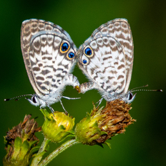 Leptotes cassius