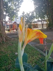 Canna indica