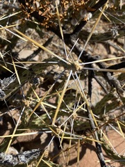 Cylindropuntia tesajo