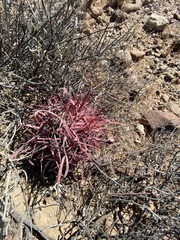 Ferocactus gracilis gracilis