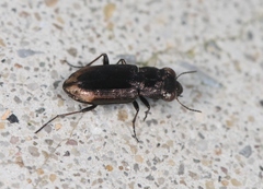 Notiophilus quadripunctatus