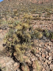 Cylindropuntia molesta molesta
