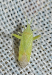 Phytocoris virescens