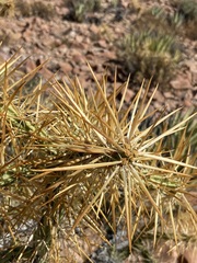 Cylindropuntia molesta molesta