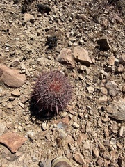 Ferocactus gracilis gracilis