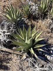 Agave deserti