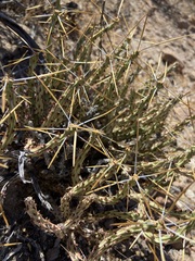 Cylindropuntia tesajo