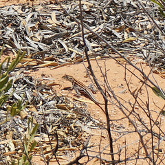 Ctenophorus maculatus