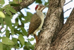Campethera bennettii