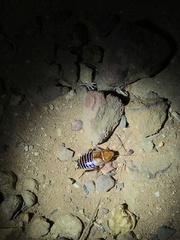Temnopteryx phalerata