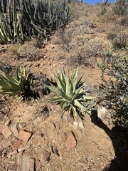 Agave deserti