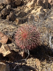 Ferocactus gracilis gracilis