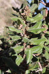 Rhus standleyi