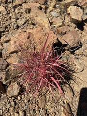 Ferocactus gracilis gracilis