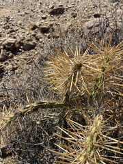 Cylindropuntia molesta molesta
