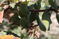Rhus standleyi