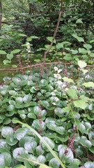 Pyrola rotundifolia