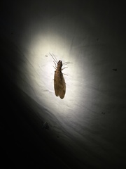 Corydalus peruvianus