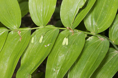 Polygonatum biflorum