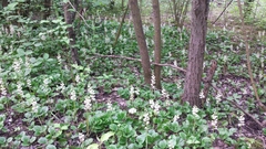 Pyrola rotundifolia