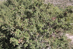 Rhus standleyi