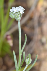 Cryptantha flaccida