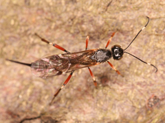 Ichneumonoidea