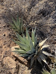 Agave deserti