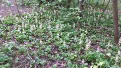 Pyrola rotundifolia