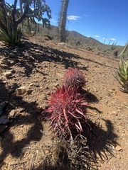 Ferocactus gracilis gracilis