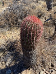 Ferocactus gracilis gracilis