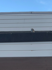 Motacilla alba yarrellii