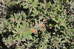 Rhus standleyi