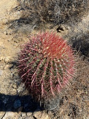 Ferocactus gracilis gracilis