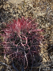 Ferocactus gracilis gracilis
