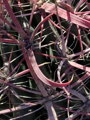 Ferocactus gracilis gracilis